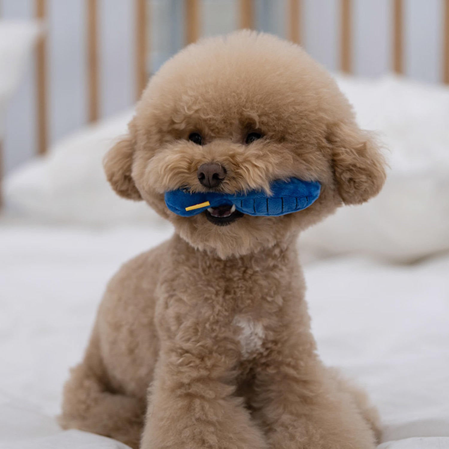 Three-piece Dog Toy Set With Washing Blowing And Haircutting | Luxury Home Accessories | Heulog Glow