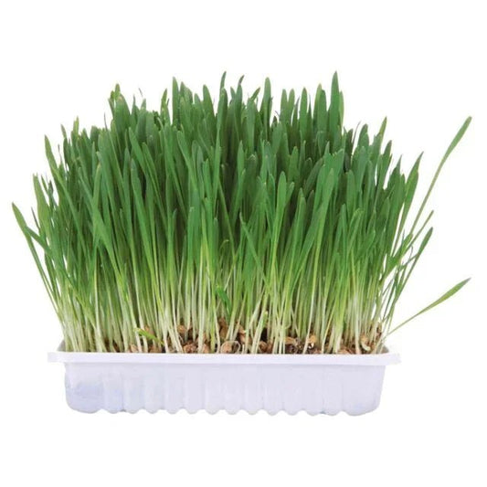Trixie Small Animal Grass | Luxury Home Accessories | Heulog Glow