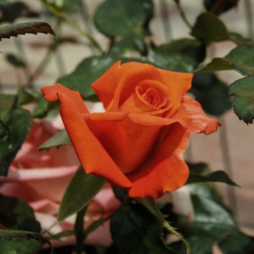 Patio Standard Rose 'Orange' 70-80cm