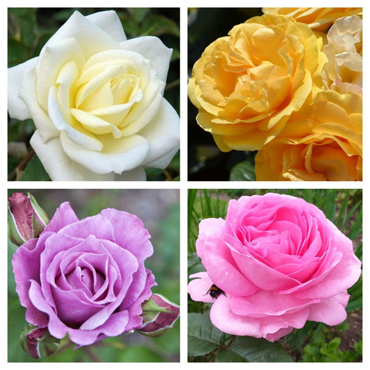 1 x Potted Rose (Our Selection)