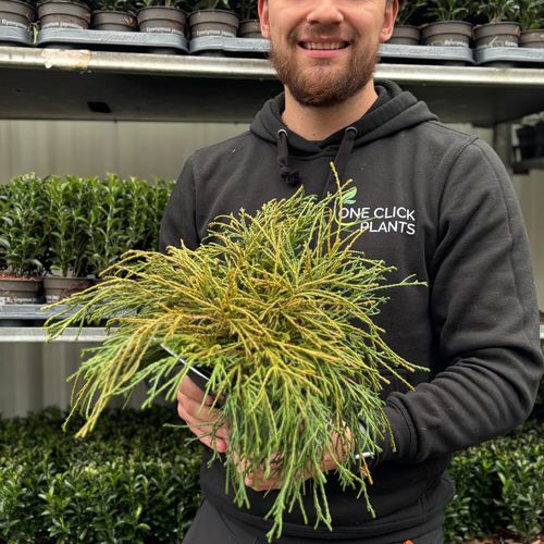 Chamaecyparis pisifera 'Filifera Nana' 2L (30-40cm inc. pot)