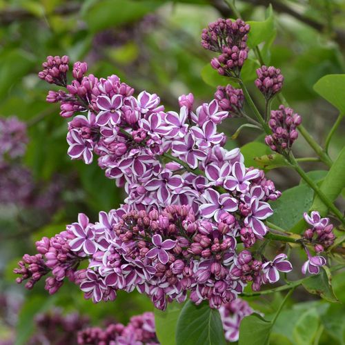 Syringa vulgaris 'Sensation' (Lilac) 2L