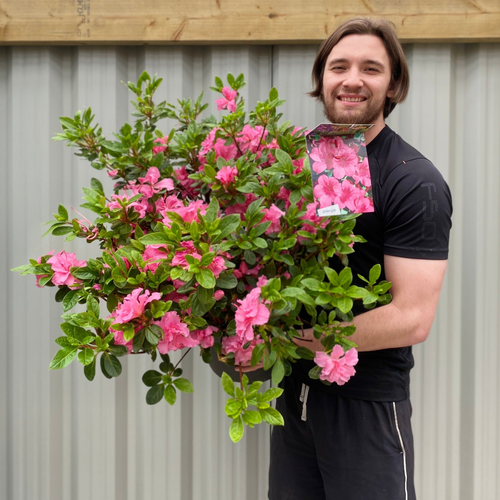 Azalea 'Conny' 2/10L