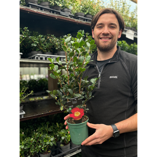 Camellia japonica 'Yuletide' 50-60cm