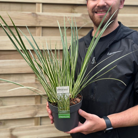Acorus gramineus 'Argenteostriatus'  1.8L