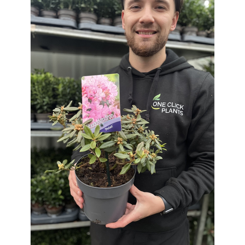 Azalea 'Pintail' 1L