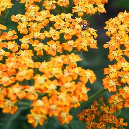 Achillea - Terracotta 1.5L