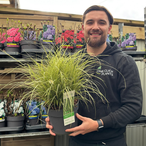 Carex brunnea 'Variegata' 3L