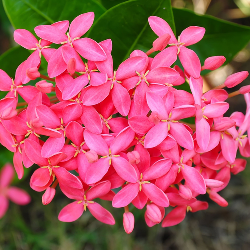 Evergreen Star Jasmine 'Pink Showers' | Trachelospermum jasminoides | Climber | 20-30cm, 60-80cm