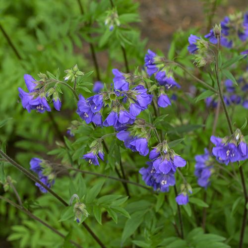 Polemonium Heaven Scent 2L