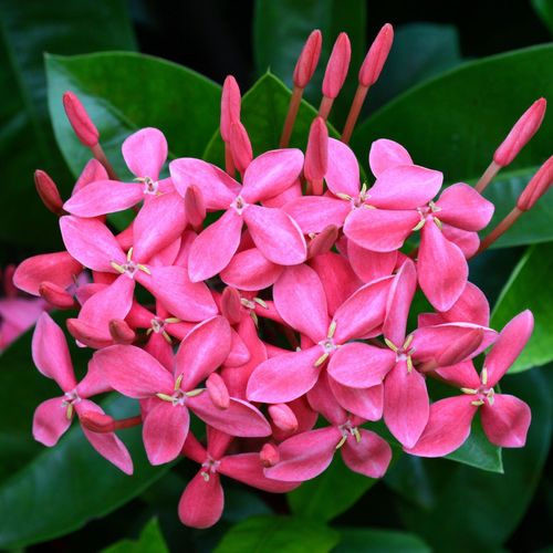Evergreen Star Jasmine 'Pink Showers' | Trachelospermum jasminoides | Climber | 20-30cm