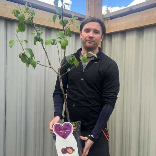Dwarf/Patio Plum - Prunus domestica 'Reine Claude d'Althan' 4L