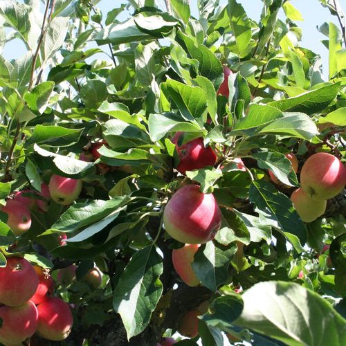 Dwarf/Patio Apple Tree 'James Grieve'