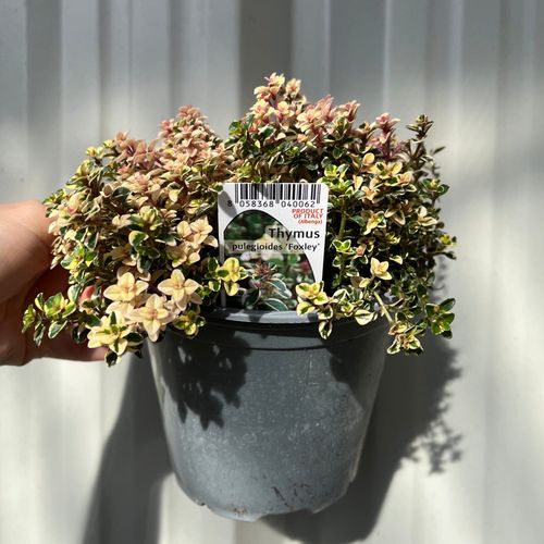 Thymus pulegioides 'Foxley' (Foxley Thyme) 1.5L