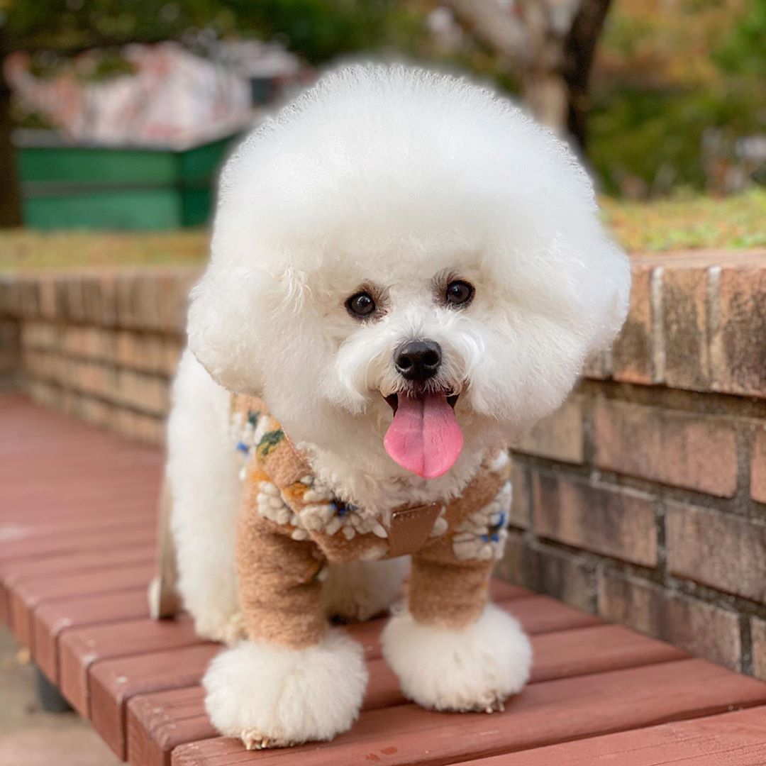 Warm Lamb Woolen Flower Vest Jacket Dog Sweater Warm Pet Clothes | Luxury Home Accessories | Heulog Glow