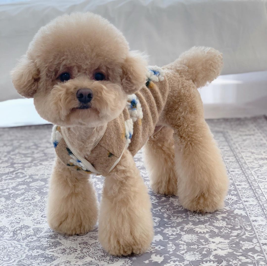 Warm Lamb Woolen Flower Vest Jacket Dog Sweater Warm Pet Clothes | Luxury Home Accessories | Heulog Glow