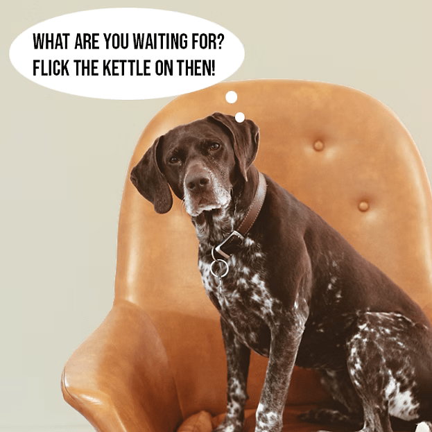 Woof & Brew LapDog Souchong (OFFER) | Luxury Home Accessories | Heulog Glow