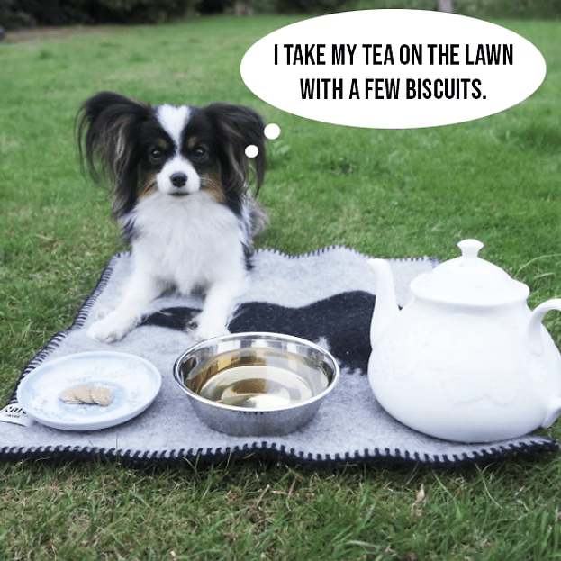 Woof & Brew LapDog Souchong (OFFER) | Luxury Home Accessories | Heulog Glow