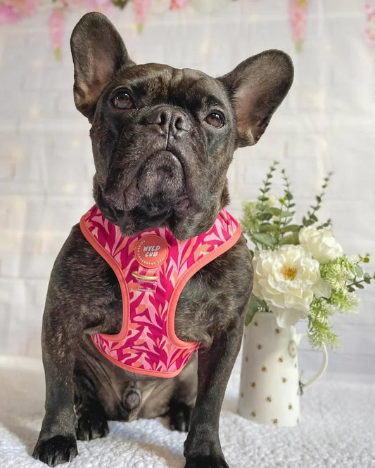 Wyld Cub - Adjustable Dog Harness: Kew Honeysuckle | Luxury Home Accessories | Heulog Glow